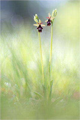 Ophrys x royanensis (=drumana x insectifera), Frankreich, Dep. Drôme