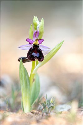 Ophrys aurelia, Bouches-du-Rhône