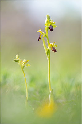 Ophrys sulcata