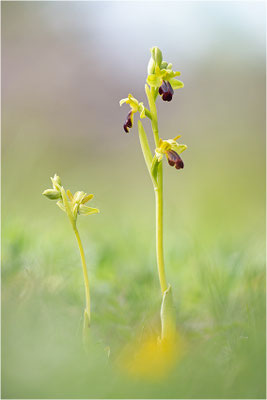 Ophrys sulcata
