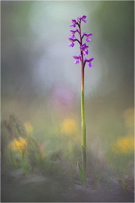 Kleine Hundswurz (Anacamptis morio picta), Dep. Var, Frankreich