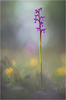Kleine Hundswurz (Anacamptis morio picta), Dep. Var, Frankreich
