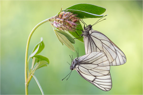 Baumweißling (Aporia crataegi), Schweden, Gästrikland