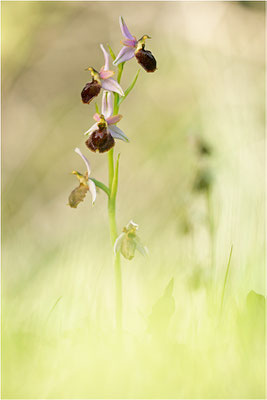 Ophrys morisii
