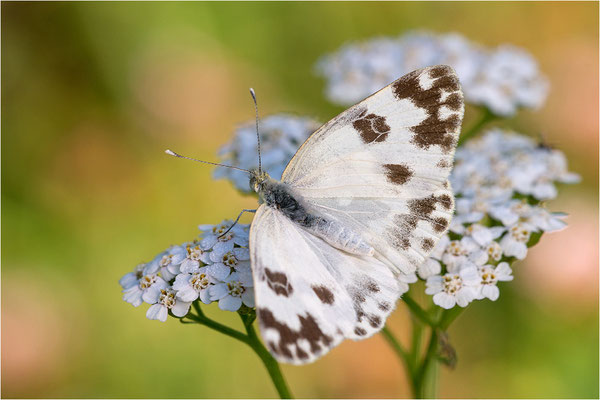 Resedaweißling (Pontia daplidice), Piemont, Italien