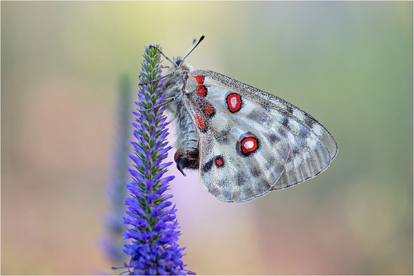 Roter Apollo (Parnassius apollo linnei), Schweden, Gotland