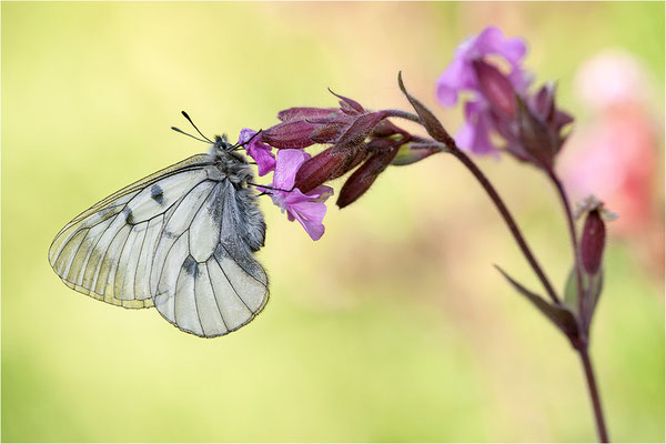 Schwarzer Apollo (Parnassius mnemosyne), Schweiz, Kanton Wallis