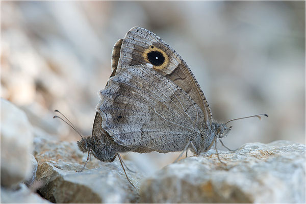 Eisenfarbiger Samtfalter (Hipparchia statilinus), Paarung, Frankreich, Dep. Drôme