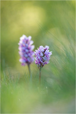 Affen-Knabenkraut (Orchis simia), Frankreich, Isere