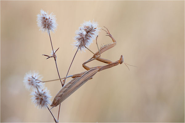 Europäische Gottesanbeterin (Mantis religiosa), Weibchen, Deutschland, Baden-Württemberg