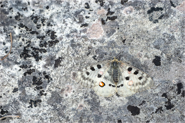 Roter Apollo (Parnassius apollo linnei), Schweden, Gotland