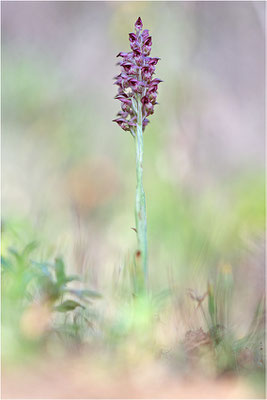 Duftende Spitzorchis (Anacamptis fragrans), Korsika