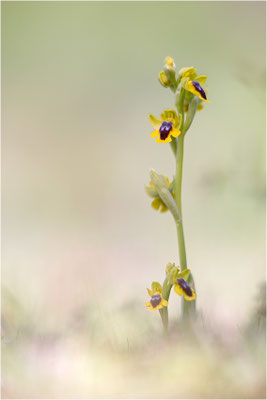 Ophrys lutea