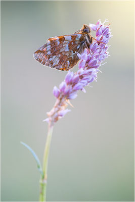 Hochalpen-Perlmuttfalter (Boloria pales), Italien, Region Aostatal, 2000m