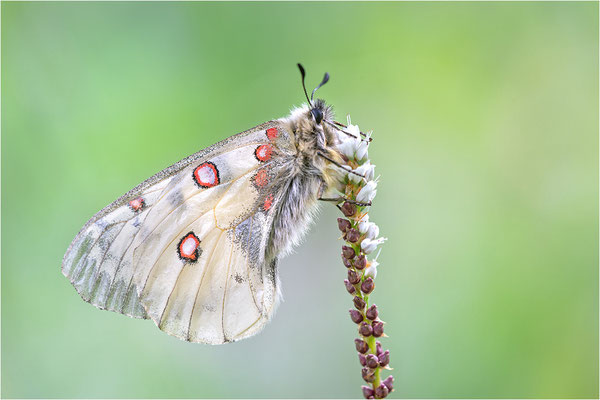 Hochalpen-Apollo (Parnassius sacerdos), Schweiz, Kanton Bern