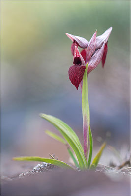 Herzförmiger Zungenstendel (Serapias cordigera), Korsika