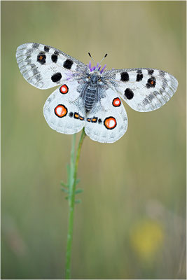 Roter Apollo (Parnassius apollo lithographicus), Deutschland, Oberbayern