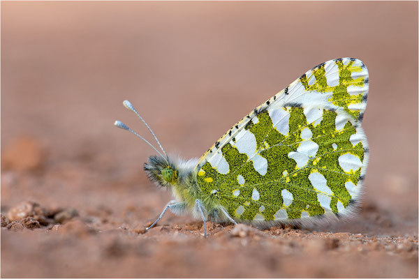 Westlicher Gesprenkelter Weißling (Euchloe crameri), Frankreich, Bouches-du-Rhône