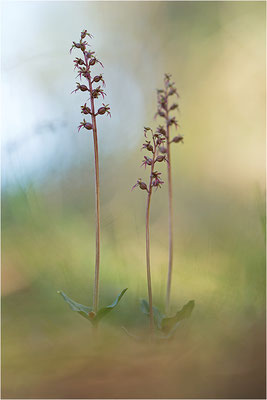 Kleines Zweiblatt (Listera cordata), Gotland, Schweden