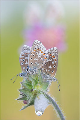 Himmelblauer Bläuling (Polyommatus bellargus), Deutschland, Baden-Württemberg