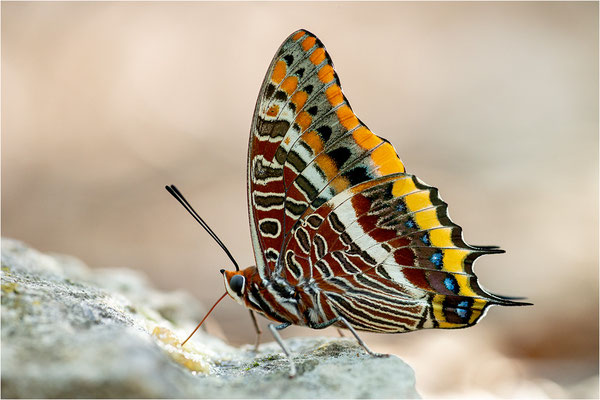 Erdbeerbaumfalter (Charaxes jasius), Frankreich, Ardèche