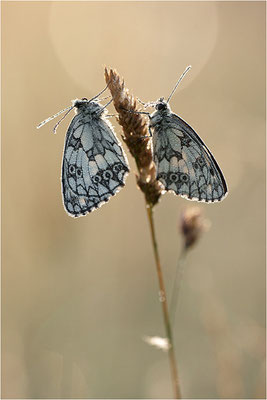 Schachbrettfalter (Melanargia galathea), Männchen, Deutschland, Baden-Württemberg