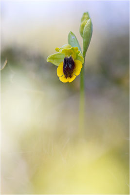 Ophrys lutea, Bouches-du-Rhône