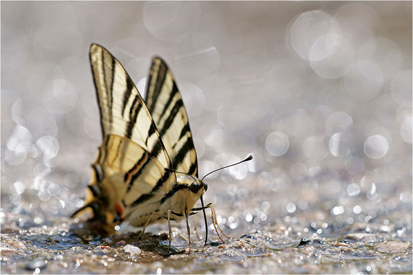 Segelfalter (Iphiclides podalirius), Frankreich, Haute-Loire