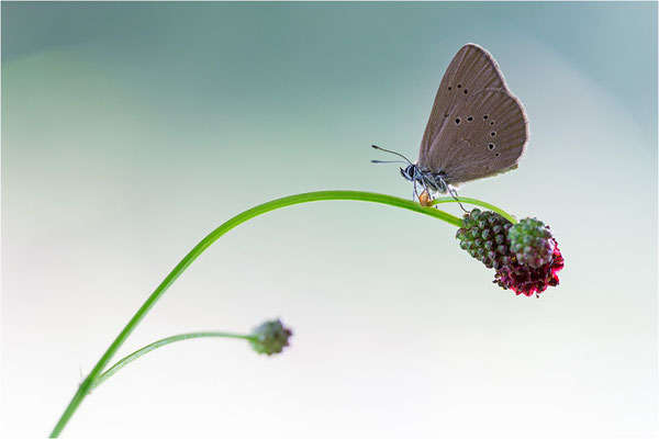 Dunkler Wiesenknopf-Ameisenbläuling (Phengaris nausithous), Deutschland, Baden-Württemberg