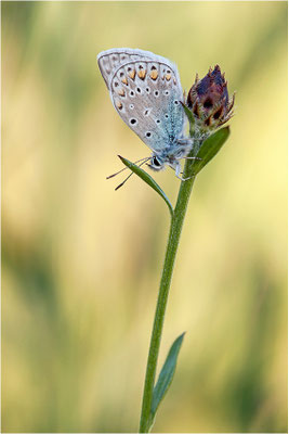 Gemeiner Bläuling (Polyommatus icarus), Männchen, Deutschland, Baden-Württemberg