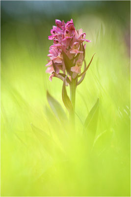 Holunder-Fingerwurz (Dactylorhiza sambucina), Schweiz, Wallis