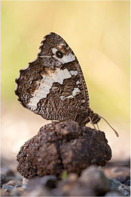 Weißer Waldportier (Brintesia circe), Frankreich, Ardèche