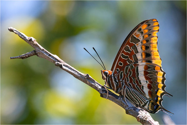 Erdbeerbaumfalter (Charaxes jasius), Frankreich, Ardèche