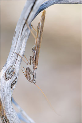 Graue Fangschrecke (Ameles decolor), Männchen, Frankreich, Drôme