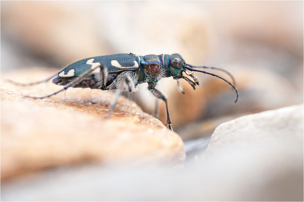 Dünen-Sandlaufkäfer (Cicindela transversalis transversalis), Schweiz, Kanton Wallis