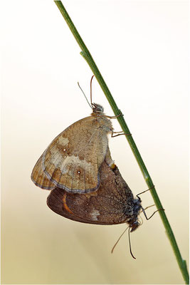 Rotbraunes Ochsenauge (Pyronia thitonus), Paarung, Frankreich, Drôme