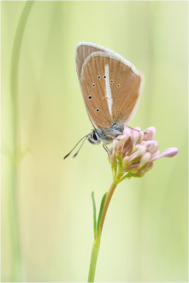 Weißdolch-Bläuling (Polyommatus damon), Männchen, Frankreich, Savoie, 1700m