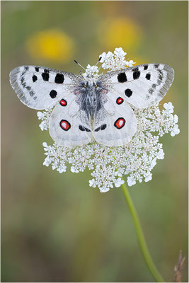 Roter Apollo (Parnassius apollo lithographicus), Deutschland, Oberbayern