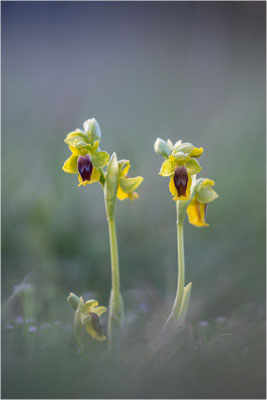 Ophrys lutea