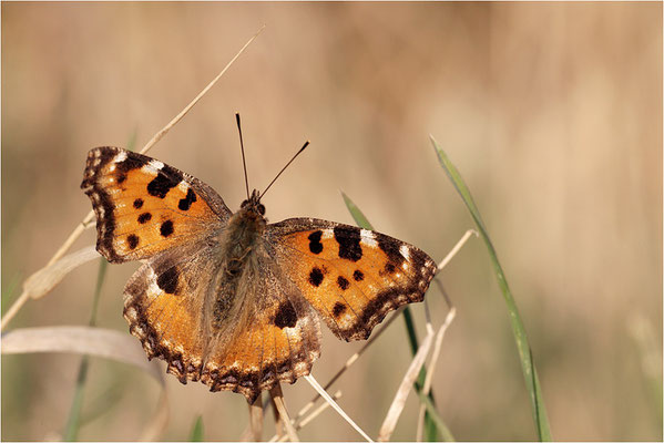 Großer Fuchs (Nymphalis polychloros), Deutschland, Baden-Württemberg