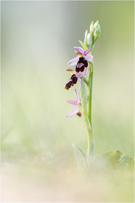 Drôme-Ragwurz (Ophrys drumana), Frankreich, Dep. Drôme