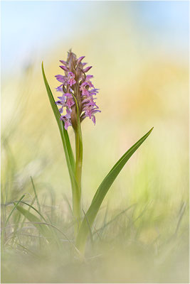 Fleischfarbene Fingerwurz (Dactylorhiza incarnata), Schweden, Gotland