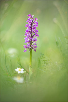 Manns-Knabenkraut (Orchis mascula), Gotland, Schweden