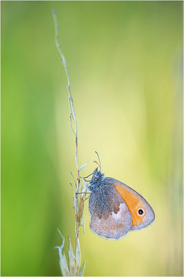 Kleines Wiesenvögelchen (Coenonympha pamphilus), Deutschland, Baden-Württemberg