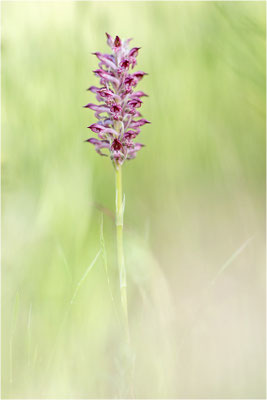 Duftende Spitzorchis (Anacamptis fragrans), Dep. Aveyron, Frankreich