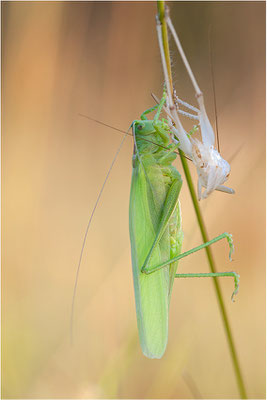 Grünes Heupferd (Tettigonia viridissima), Weibchen, Frankreich, Ardèche