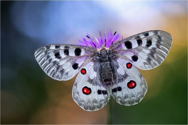 Roter Apollo (Parnassius apollo provincialis), Frankreich, Dep. Alpes-Maritimes