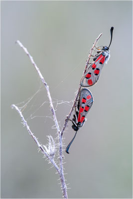 Zygaena rhadamanthus, Frankreich, Ardèche