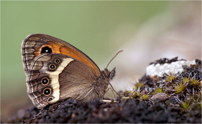 Spanisches Ochsenauge (Pyronia bathseba), Frankreich, Ardèche