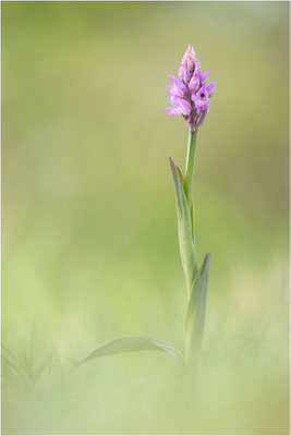 Dreizähniges Knabenkraut (Neotinea tridentata), Dep. Drôme, Frankreich